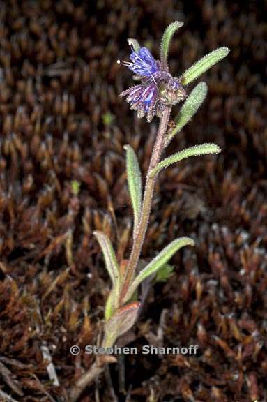 phacelia quickii 5 graphic